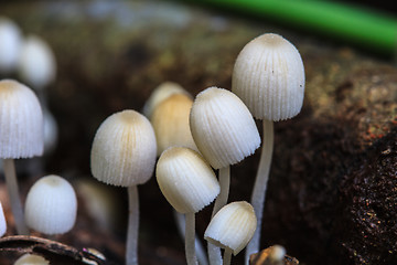 Image showing mushrooms growing on a live tree