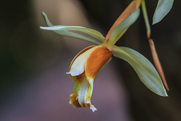 Image showing Coelogyne trinervis orchids