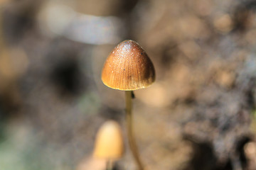 Image showing mushrooms growing on a live tree