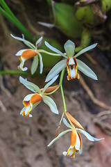 Image showing Coelogyne trinervis orchids