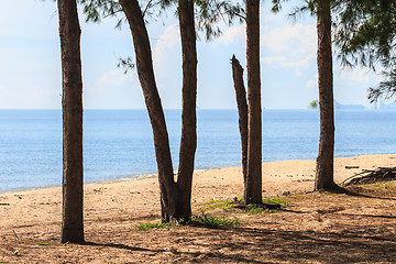 Image showing sea and pine tree