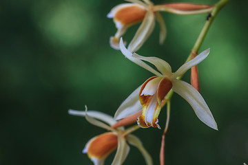 Image showing Coelogyne trinervis orchids