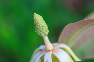 Image showing  Magnolia utilis flower