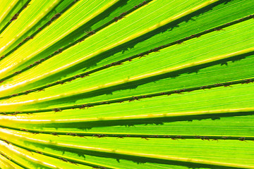 Image showing Green Palm leaves