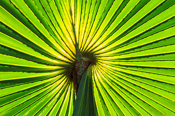 Image showing Green Palm leaves