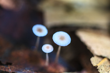 Image showing mushrooms growing on a live tree