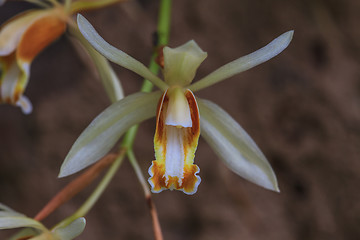 Image showing Coelogyne trinervis orchids