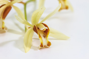 Image showing Coelogyne trinervis orchid