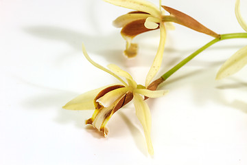 Image showing Coelogyne trinervis orchid