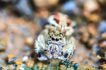 Image showing spider in forest