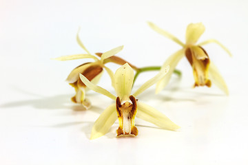 Image showing Coelogyne trinervis orchid