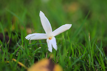 Image showing White flowers on green grass 