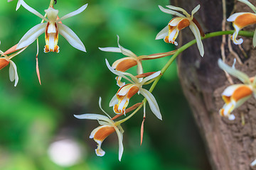 Image showing Coelogyne trinervis orchids