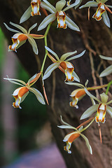 Image showing Coelogyne trinervis orchids