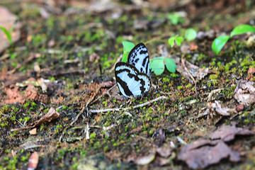 Image showing Beautiful Butterfly on ground