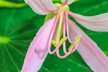 Image showing close up pollen of Purple Bauhinia on white background 