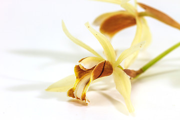 Image showing Coelogyne trinervis orchid