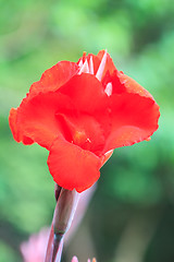 Image showing  red canna flower close up 