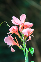 Image showing  pink canna flower close up 