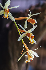 Image showing Coelogyne trinervis orchids