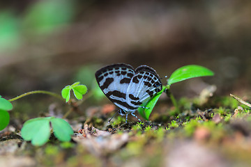 Image showing Beautiful Butterfly on ground