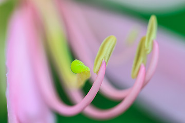 Image showing close up pollen of Purple Bauhinia on white background 