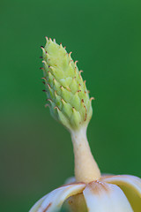 Image showing  Magnolia utilis flower