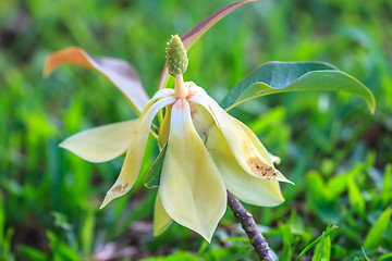 Image showing  Magnolia utilis flower