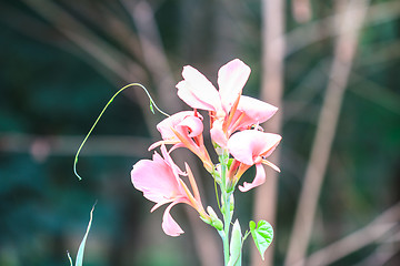 Image showing  pink canna flower close up 