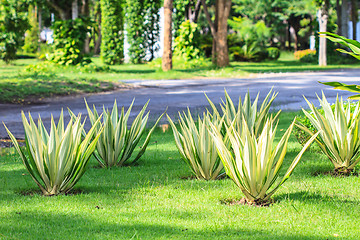 Image showing garden