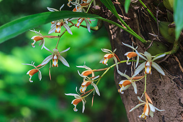 Image showing Coelogyne trinervis orchids