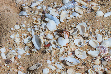 Image showing variety of sea shells