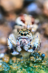 Image showing spider in forest