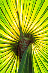 Image showing Green Palm leaves