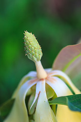 Image showing  Magnolia utilis flower