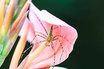 Image showing  spider on canna flower close up 