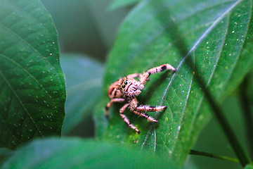 Image showing spider in forest