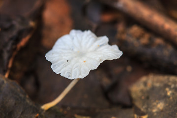 Image showing mushrooms growing on a live tree