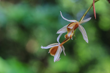 Image showing Coelogyne trinervis orchids