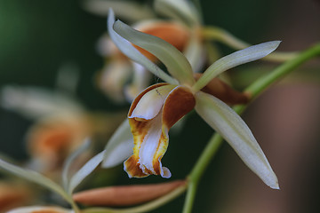 Image showing Coelogyne trinervis orchids