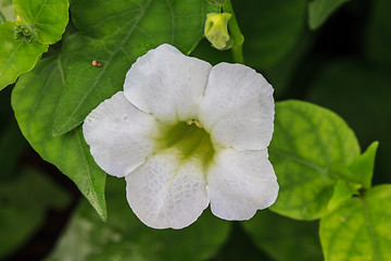 Image showing beautiful wild flower in forest