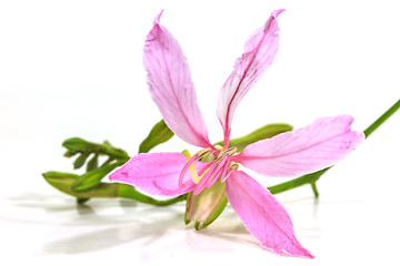Image showing Purple Bauhinia on white background 