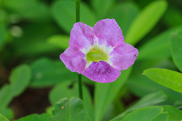 Image showing beautiful wild flower in forest