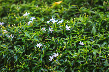 Image showing White Sampaguita Jasmine or Arabian Jasmine