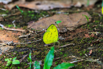 Image showing Beautiful Butterfly on ground