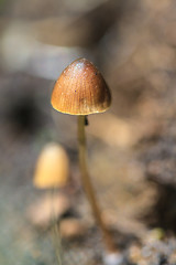 Image showing mushrooms growing on a live tree