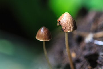 Image showing mushrooms growing on a live tree