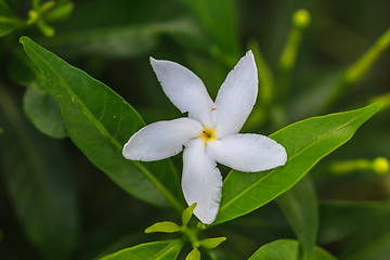 Image showing White Sampaguita Jasmine or Arabian Jasmine