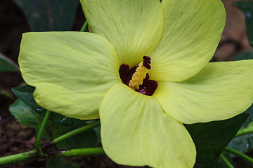 Image showing Close up pollen of  flowers