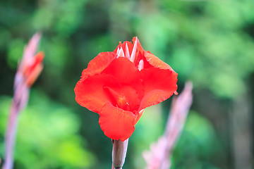 Image showing  red canna flower close up 